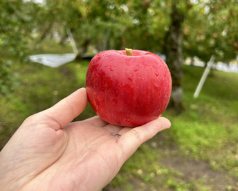 【小玉りんご】ふじ！りんごの王様【家庭用規格1.5kg箱】