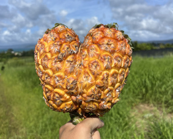 【規格外】【業務加工用】樹上完熟ゴールドバレル訳あり詰合せ約10kg(4〜6玉)※冠芽無し