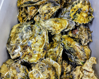 【1割増量！】今だけ春牡蠣🦪　身入りピーク　京丹後・久美浜産　殻付き牡蠣［加熱用］　箱たっぷり充実 7kg（70~100個前後）→7.7kg(4月中旬まで)