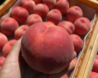 【2026年予約】『さくら白桃』カリッと硬めの甘い桃！9月に食べられる希少品種