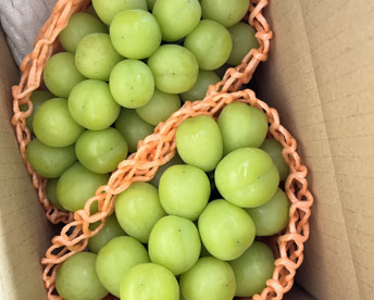 「2026年 ご予約🉐大人気！長野県産シャインマスカット約1kg贈答(2〜3房)』