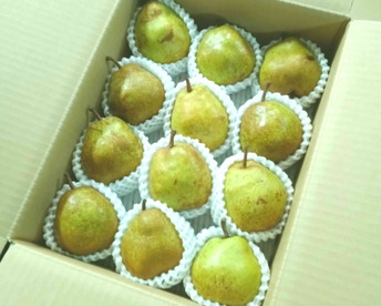 こだわり栽培 3kg ラ・フランス　家庭用　10〜18玉入り　生食・加工用どちらでも　山形県産西洋梨ラフランス