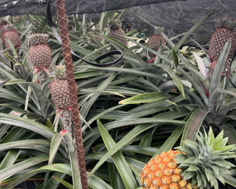 【早い物勝ち】小ぶり樹上完熟ゴールドバレル(一冠、多冠混合)2〜3玉🍍🍍🍍(1玉1kg〜1.5kg)