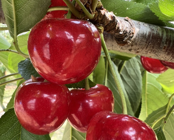 本当に甘い！！２Lサイズ！！さくらんぼ【紅秀峰】 約500g バラ箱