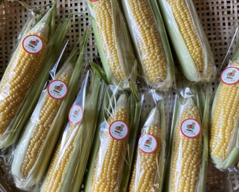 【甘さ自慢】オーガニックとうもろこし　8本セット（3.0kg・サイズ混合）