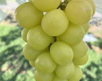 【2026年 ご予約🉐】果汁たっぷり！シャインマスカット家庭用約2kg(5〜8房)