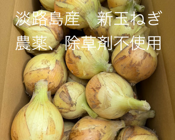 農薬、除草剤不使用！淡路島 新玉ねぎ2kg サラダにピッタリ。春だけのみずみずしい特別な玉ねぎをご賞味あれ。
