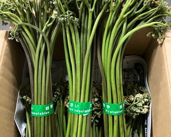 青森　天然　わらび　山菜　1㌔　今が旬！！