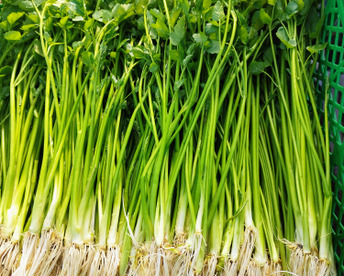 清流の恵み蔵王セリ2㎏　業務用