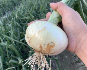 新玉ねぎ3kg 🅱️ 🅱️🧅数量限定‼️淡路島極熟玉葱　今が旬‼️ 特別栽培農産物　シャーロットオニオン