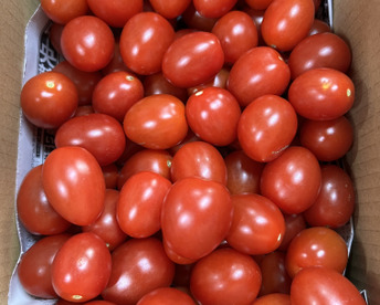 訳ありアイコ1kg箱(A品)ヘタ無し、傷あり。美味しい＋満足‼︎おすすめアイコ