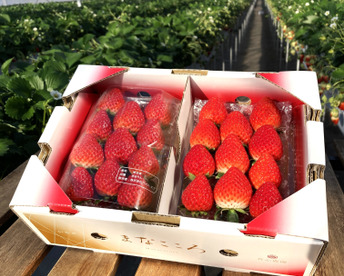 【二次予約販売】⑨真心農園　あまりん【葵】化粧箱２パック入り　ご贈答でも好まれます！