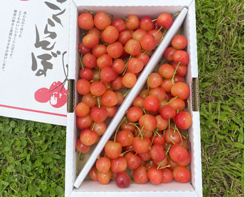 【2026年予約】『紅秀峰』家庭用1kgバラ詰め♪たっぷり大満足の食べ応え✨