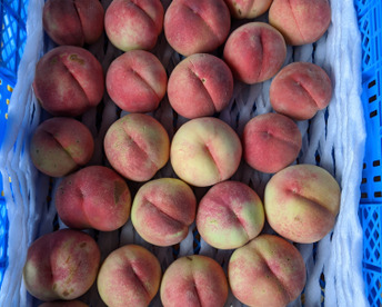 家庭用あかつき桃朝どり直送便1.5kg(5〜6玉入り)