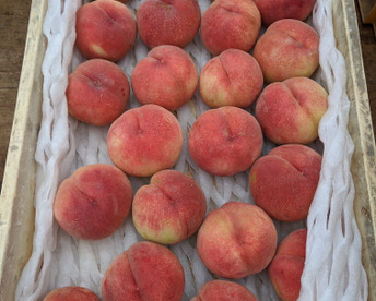 樹上完熟あかつき（桃）朝どり直送便3kg(10〜13玉入り)