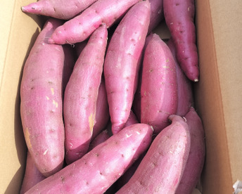 【紅はるか】茂賀屋のさつま芋 約5kg