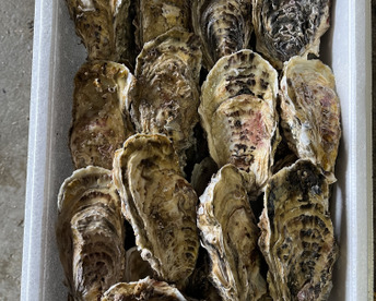 北海道産海峡牡蠣65個