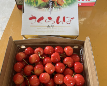 2026年予約販売　山形県産さくらんぼ　佐藤錦　500グラム　秀品