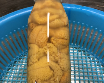 北三陸たのはた産　塩水生うに　150gx３本