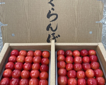 【佐藤錦】★特別価格★さくらんぼ 山形県東根産 贈答用　1ｋｇ