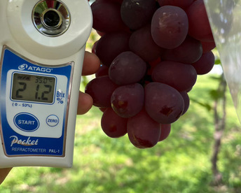 【先着100箱限定】幻の最高傑作『富士の輝』をお試し特価早い者勝ちキャンペーン☆お試し2～3房☆朝どれ高級ぶどう家庭用・ギフトにも喜ばれる旬の味【敬老の日ギフト】🍇2026年9月下旬予約🍇