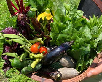 【旬を楽しむ♪】おまかせお野菜セットB（約15品以上）通年お野菜を作り続けるタガタメはいつでも注文可能！！