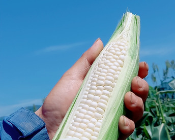 大好評😀【夏ギフト】関東圏限定　収穫した日にお届け！　白い贅沢“ピュアホワイト “2kg（6本〜10本）➕おまけ2本　 from 名水の里　神奈川県秦野市