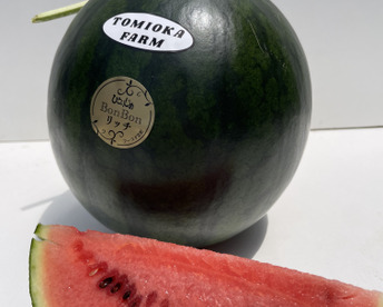 【シャリっと】コクある甘さ「黒」小玉スイカひとりじめbonbon1玉