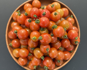 甘みとコクの赤ミニトマト1kg｜福島県大熊町産｜サンゴ砂礫農法