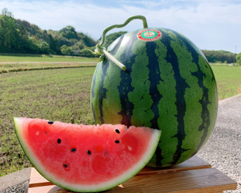 【幻】金山すいか 大玉  1玉 7kg～8kg