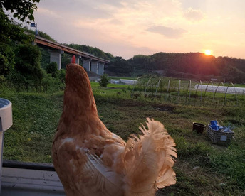 のびのび平飼い『いのちのたまご』
10個入り×8パック