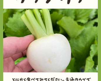 【おどろく甘さ】サラダ・ラティーナ（サラダカブ）2kg（6〜10）