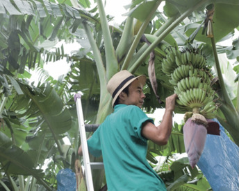芳醇な甘さに もっちり食感が新感覚‼️有機アップルバナナ(1.5kg)