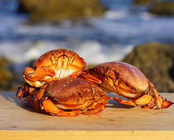 希少！濃厚絶品のミソ！カニに伊勢海老を足したような贅沢な味！活冷凍アサヒガニ2kg前後【数指定可5～8杯程度】【母の日ギフト】
