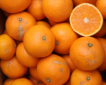 農家直送！きよみオレンジ　訳あり7.5kg  【平武農園】〜蛍飛ぶ町から旬の便り〜　和歌山｜有田｜田口｜ギフト