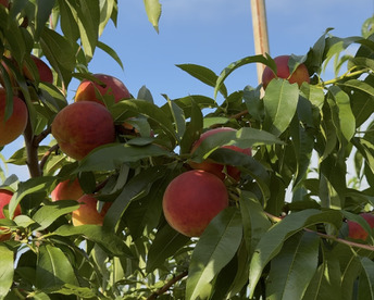 ワッサークイーン【訳あり】22箱のみ 3kg