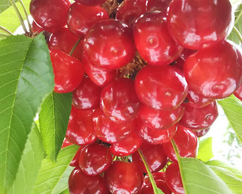 【発送は６月下旬～】紅秀峰５００ｇ(贈答用)「味に自信あり!!」