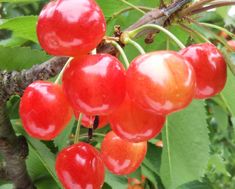 【発送は６月上旬～】佐藤錦３５０ｇ×２（贈答用）「この時期だけの最高の贅沢をあなたに」