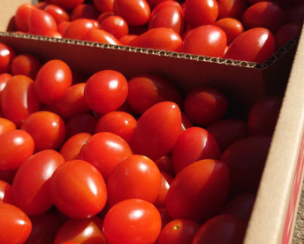 『みんなで分けられる』フルーツミニトマト（３kg）シェアに最適！