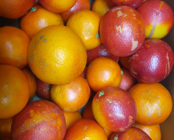 【ブサ皮】ブラッドオレンジ   約5kg