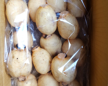 やわシャキ！２Sレンコン