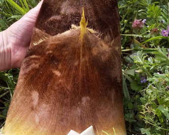 シャキッとタケノコ入ります 、やさいはメインディッシュ【野菜6種位】自然農の畑から、肥料農薬不使用、固定種