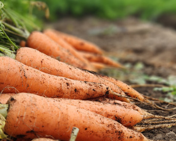 鹿児島県産　サイズ色々ニンジン　1kg
