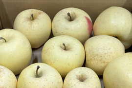 【訳あり・バラ詰め 大小込み】金星（有袋）約2.7Kg　青森県産　数量限定　金星　きんせい　りんご