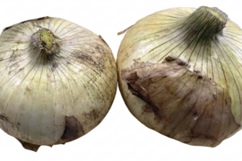 今が旬！！納豆菌栽培淡路島産　新玉ねぎ5ｋｇ　兵庫認証品（残留農薬不検出）