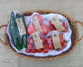 🏆食べチョクアワード新人賞受賞【2026春・早期予約】北陸の春のはじまりを味わう。ぶるベジ「春の味」トマト4種＆朝もぎ四川きゅうりセット【5月上旬〜発送】