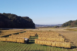 【新米発送中】令和7年米、品種に優る技術なし、玄米、精米も対応（肥料農薬不使用、自家採種、おだ掛け）　晩生種のあじわい、玄米8キロ