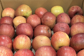 ★残りわずか★葉とらずサンふじ🍎訳ありバラ詰め 約５Kg　青森県産