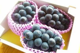 🍇ニューピオーネ 約1.8kg 🍇 【岡山県産 ニューピオーネ】種なしぶどう