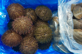 【福袋】北海道 最東端根室の殻付きウニと豆アサリのセット